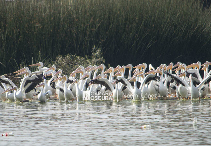 Llegan aves migratorias a la laguna de Acuitlapilco