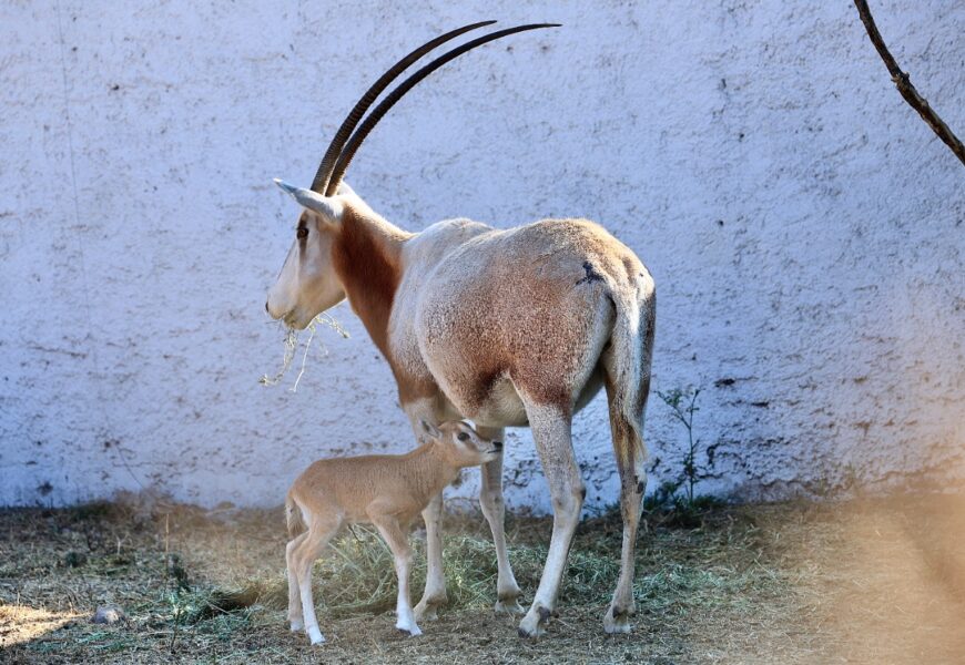 Nace un orix cimitarra en el Zoológico del Altiplano de Tlaxcala