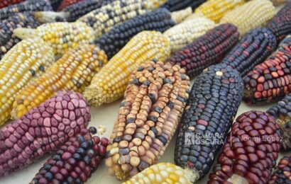 Logra Ixtenco denominación de Pueblo Mágico por su maíz nativo
