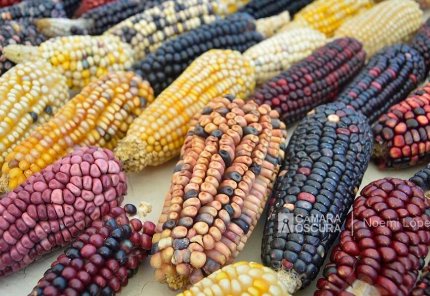 Logra Ixtenco denominación de Pueblo Mágico por su maíz nativo