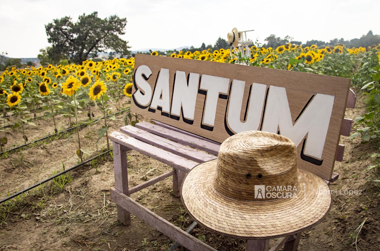 "Santum"el santuario de girasoles en Atexcatzingo

