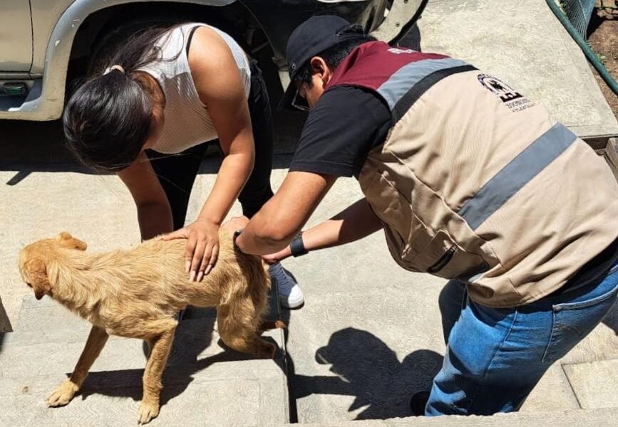 Vacunación antirrábica previene contagio en perros y gatos