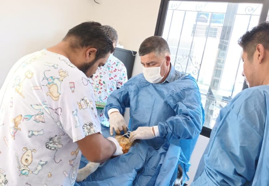 Atiende CBA llamados de emergencia del 911 sobre lesiones y accidentes de perros y gatos