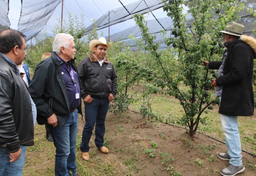 Producción de durazno es referente y símbolo de trabajo: SIA