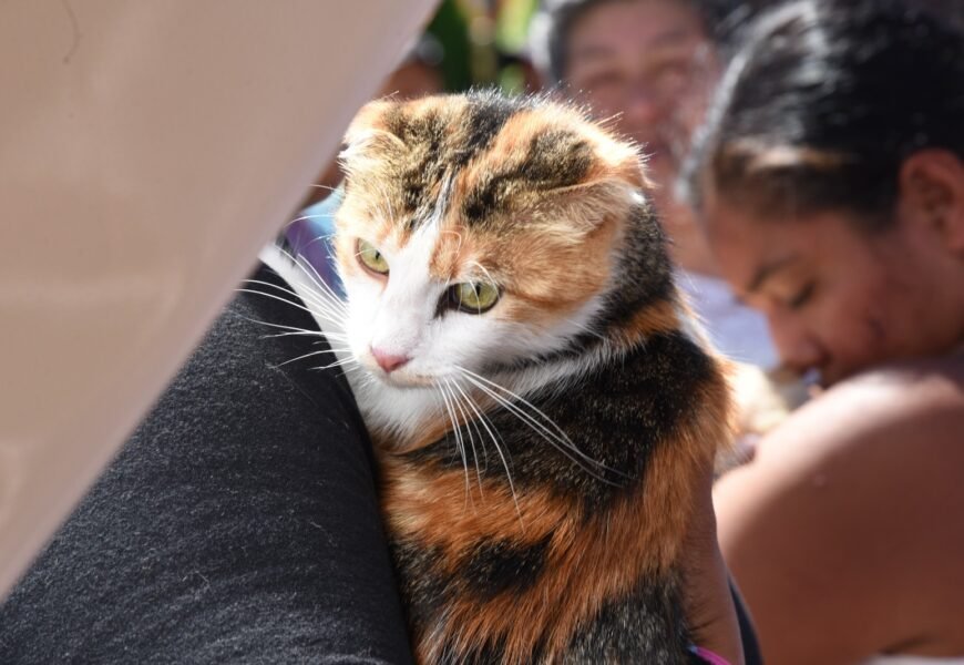 Gran respuesta en campaña de esterilización de Tlaxcala Capital Gran respuesta en campaña de esterilización de Tlaxcala Capital