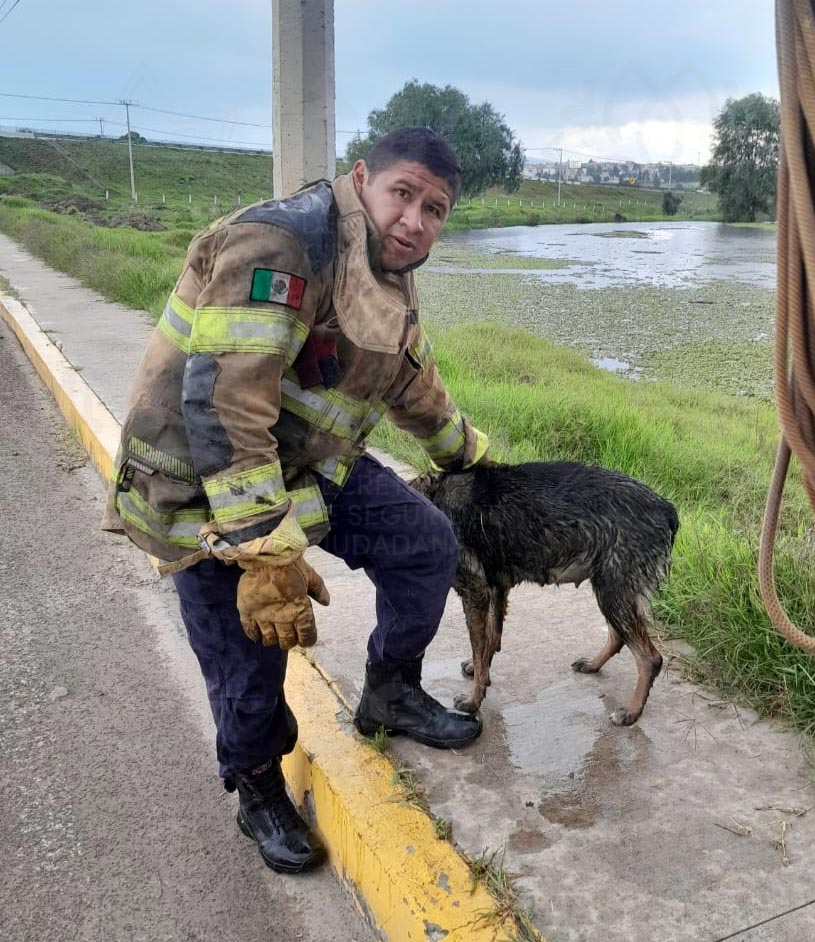 Rescate Heroico: Bomberos de Tlaxcala salvan a dos perritos en situaciones límite