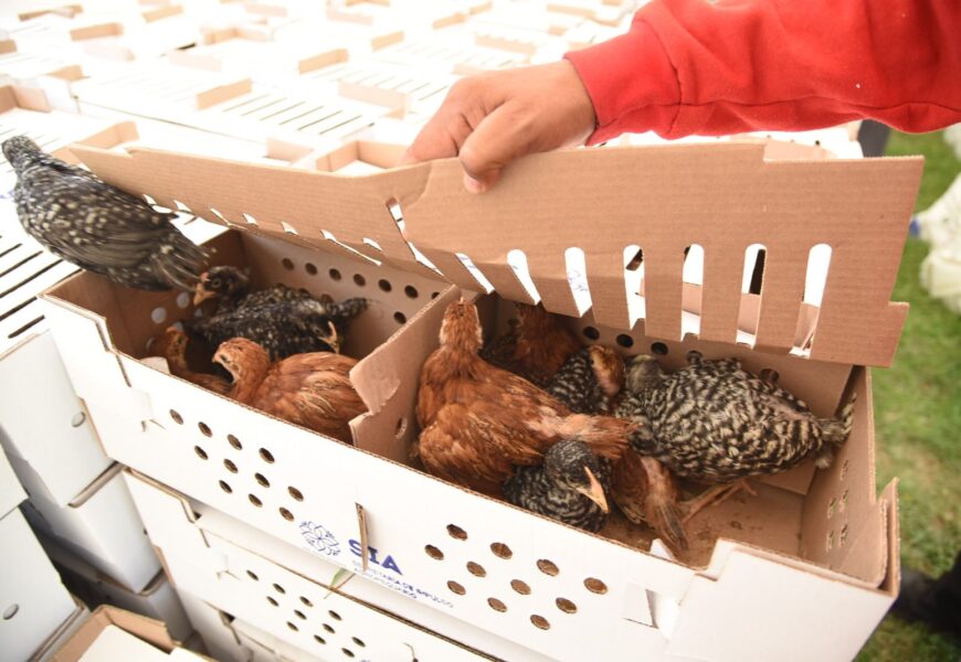 Alcaldesa de Tlaxcala entrega paquetes de animales de traspatio para fortalecer la economía familiar