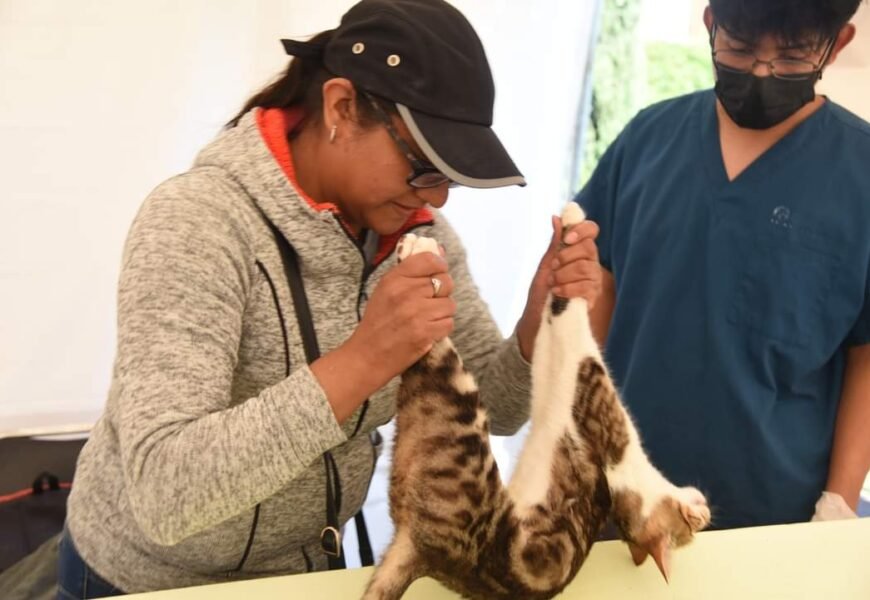 Continúa campaña de esterilización canina y felina en la capital