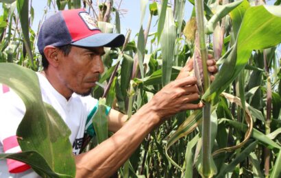 Realiza SIA inoculación con Huitlacoche en cultivo de maíz