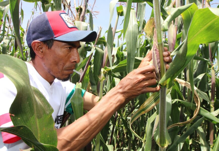 Realiza SIA inoculación con Huitlacoche en cultivo de maíz