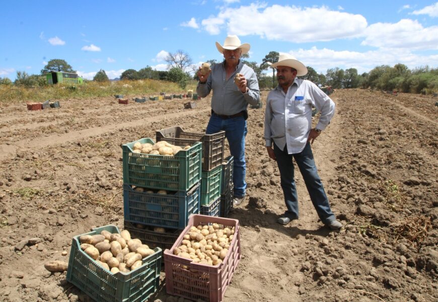 Propicia Secretaría de Impulso Agropecuario producción de papa en el estado