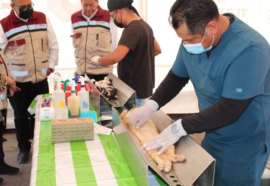 Iniciará Tlaxcala jornada nacional de esterilización canina y felina