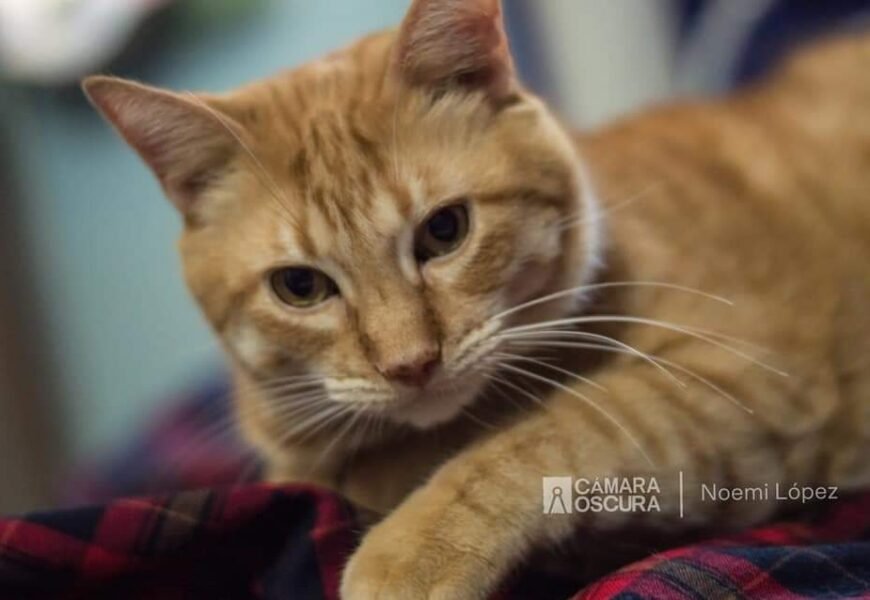 Uniendo Fuerzas por el Bienestar Animal: Alianza Histórica entre Tlaxcala y Puebla»