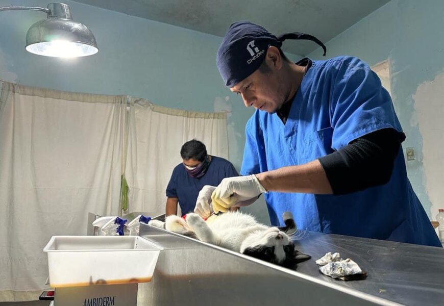 Mantiene coordinación de bienestar animal jornadas de esterilización