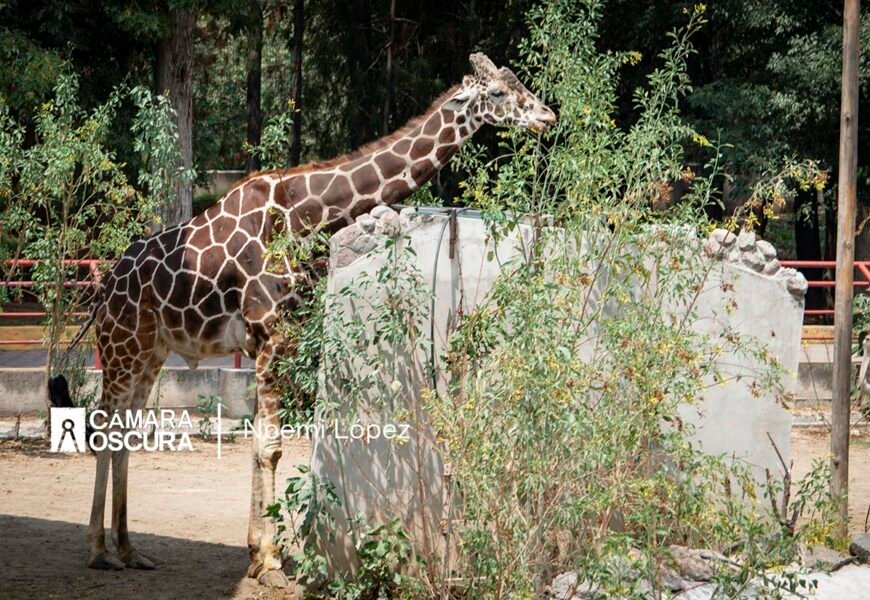 Fallece jirafa «Yoyo» en el Zoológico del Altiplano de Tlaxcala Fallece jirafa «Yoyo» en el Zoológico del Altiplano de Tlaxcala