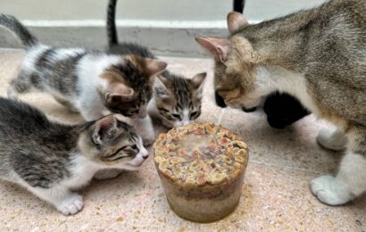Exhorta gobierno del estado a cuidar a los animales ante ola de calor