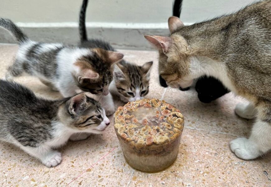 Exhorta gobierno del estado a cuidar a los animales ante ola de calor Exhorta gobierno del estado a cuidar a los animales ante ola de calor