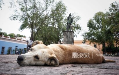 Preocupa a OCPA la atención de denuncias por delitos de maltrato animal