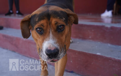 Continúa Consejo Consultivo de Bienestar Animal en Tlaxcala sin reglamento para operar: OCPA