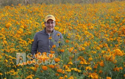Flor de cempasúchil en Tepeyanco: ¡Lista para la venta de Día de Muertos!