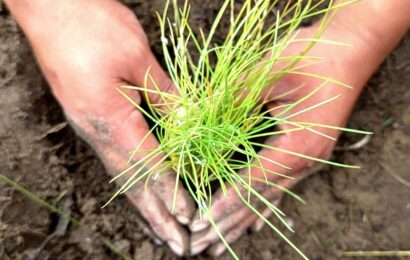 Chiautempan impulsa reforestación con más de 500 árboles