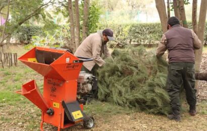 Árboles de Navidad Naturales: Una Alternativa Sostenible en Tlaxcala