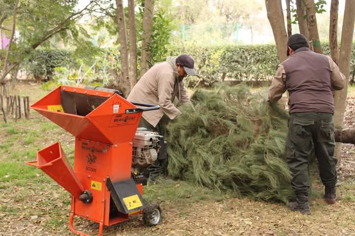 Árboles de Navidad Naturales: Una Alternativa Sostenible en Tlaxcala