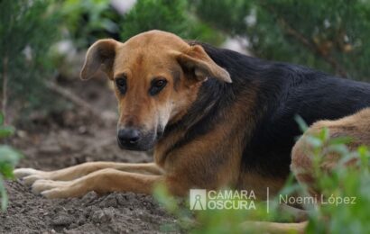 29 municipios pueden recibir denuncias por maltrato animal
