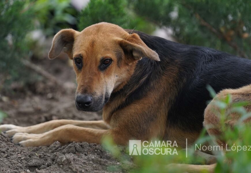 29 municipios pueden recibir denuncias por maltrato animal