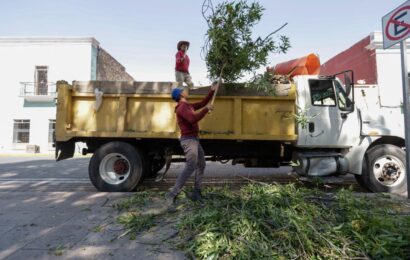 Ayuntamiento de Tlaxcala realizará poda de árboles