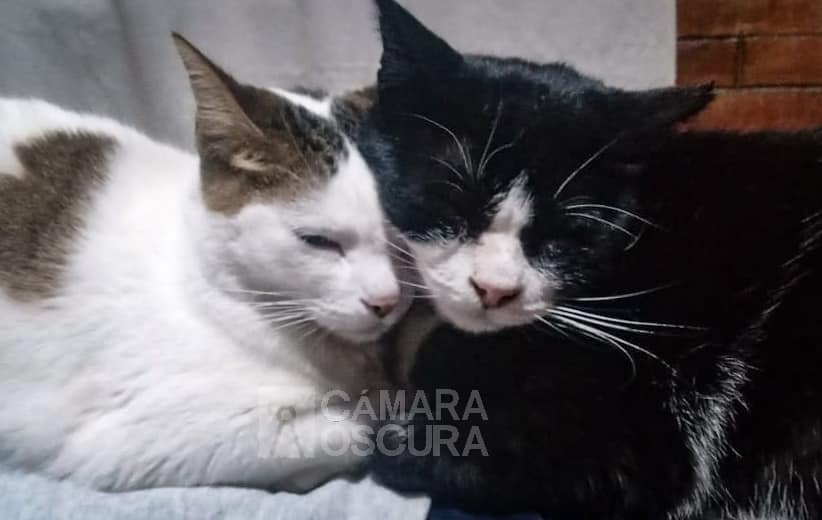 Reglamentos de bienestar animal: 22 municipios sin cumplir en Tlaxcala