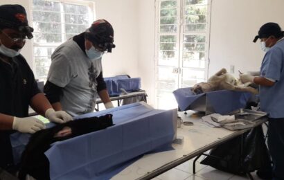 Esterilización en Tlaxcala: Compromiso con el bienestar animal