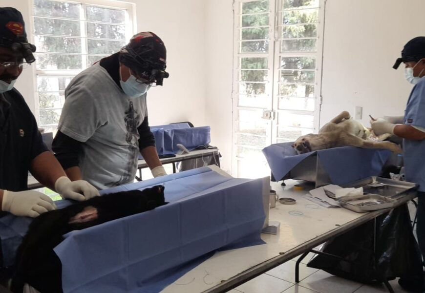 Esterilización en Tlaxcala: Compromiso con el bienestar animal