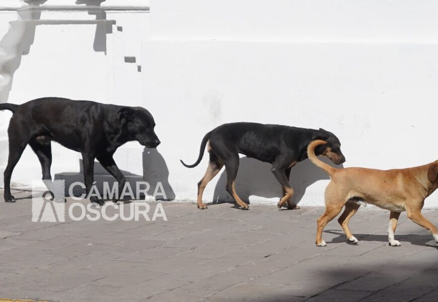 Falta educación sobre bienestar animal en escuelas de Tlaxcala: OCPA