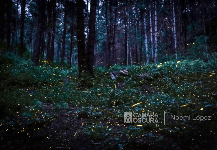 Preparan temporada de avistamiento de luciérnagas 2025 Preparan temporada de avistamiento de luciérnagas 2025