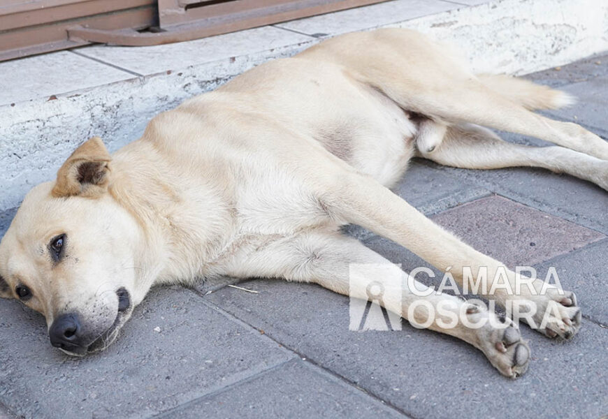 Avanza reglamento animal en Teolocholco