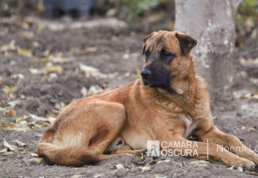 Propaet denuncia maltrato animal en Tecopilco