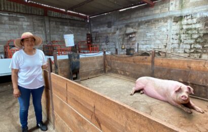 Programas de crédito Fomtlax impulsan ganadería