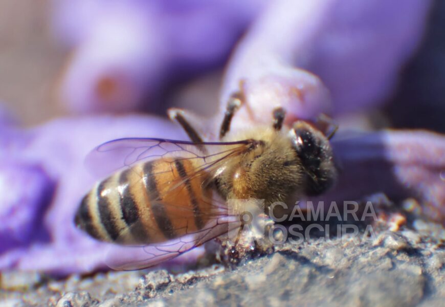 Abejas nativas de México: tesoro natural vital