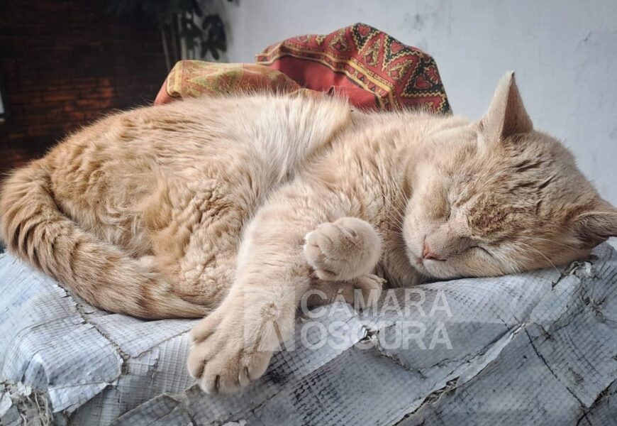 Reglamentos municipales limitan multas por maltrato animal: OCPA