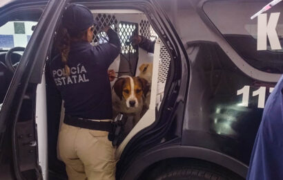 Ayuntamiento de Tlaxcala y Movimiento animalista resguardan a perros callejeros