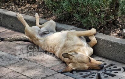 Tlaxcala entre los estados con menos mordeduras de perros