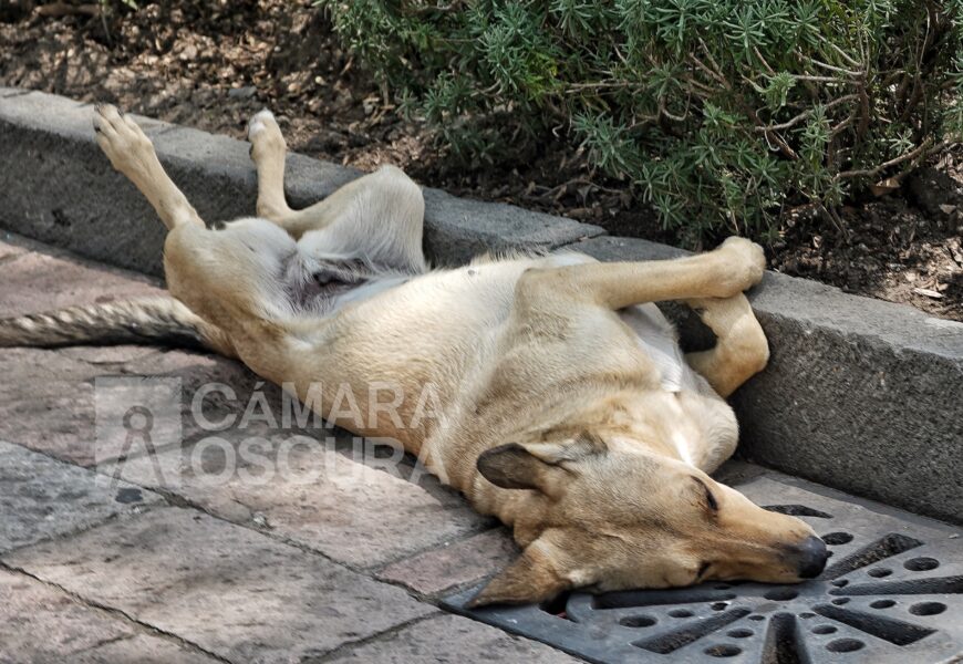 Tlaxcala entre los estados con menos mordeduras de perros