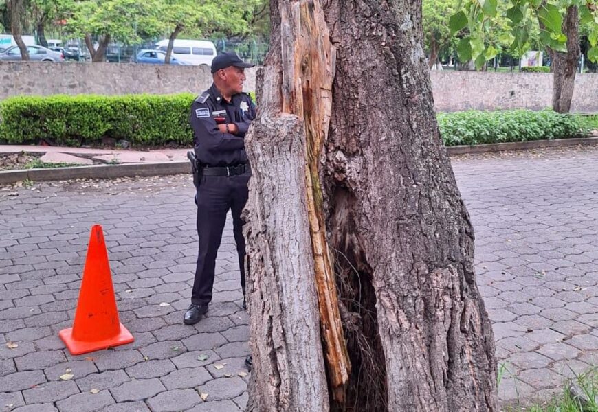 El Ayuntamiento de Tlaxcala retira árbol en zona escolar por riesgo de colapso