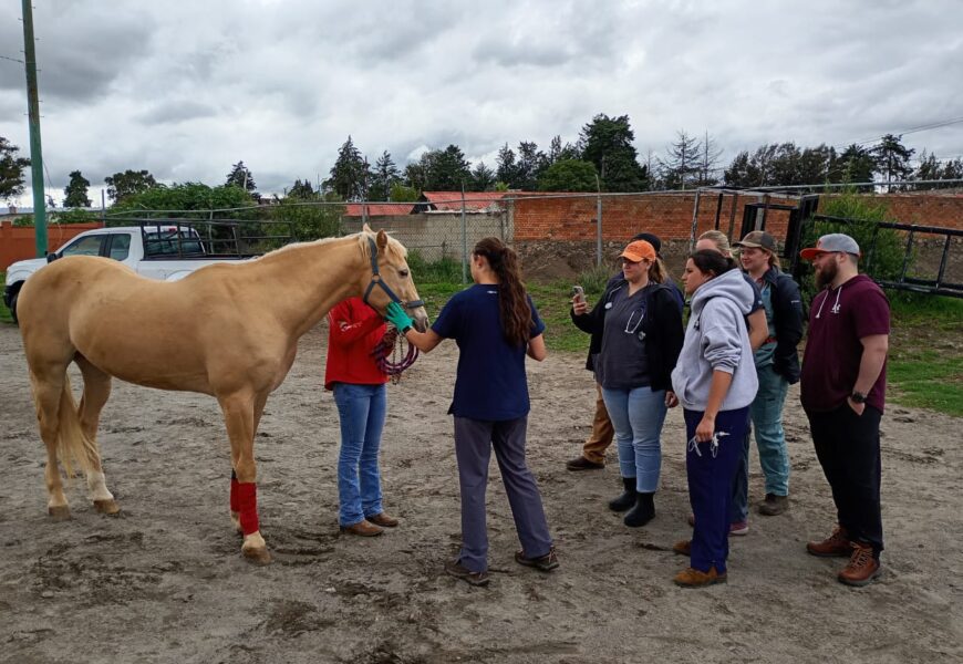 La Jornada médica gratuita para équidos mejora la salud de animales de trabajo