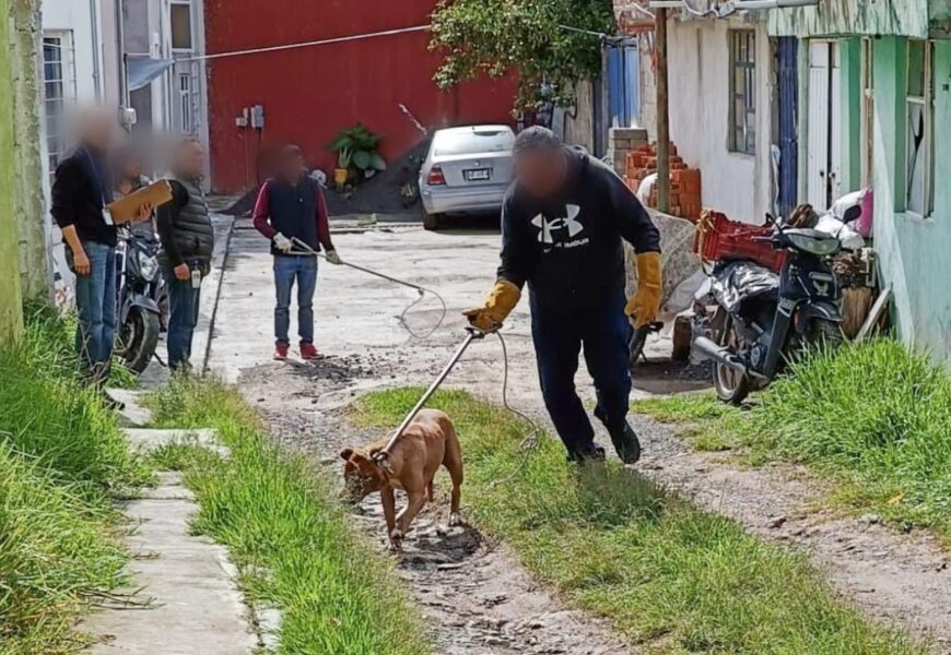 Bienestar animal en Tlaxcala, prioridad local