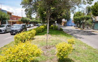 Ayuntamiento de Tlaxcala sustituye árboles en riesgo por fresnos resistentes