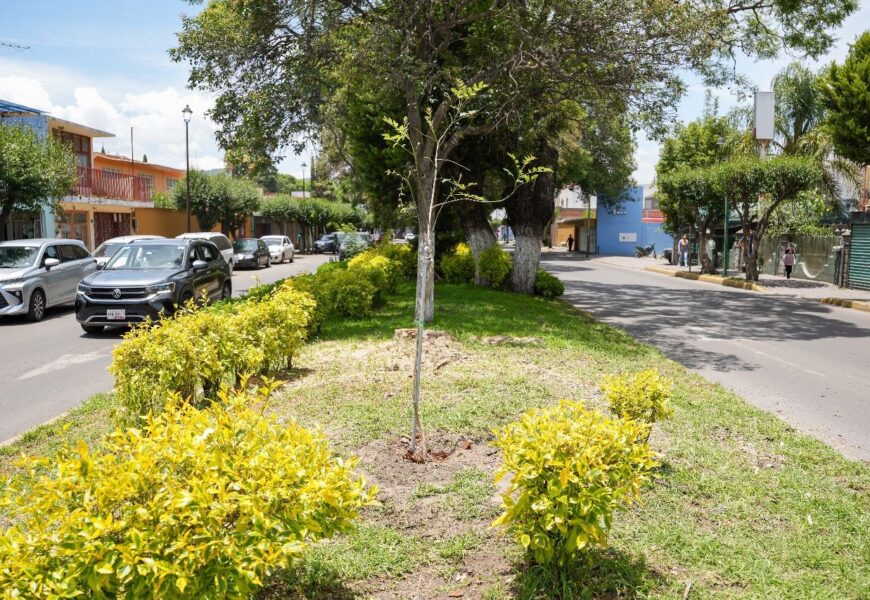 Ayuntamiento de Tlaxcala sustituye árboles en riesgo por fresnos resistentes