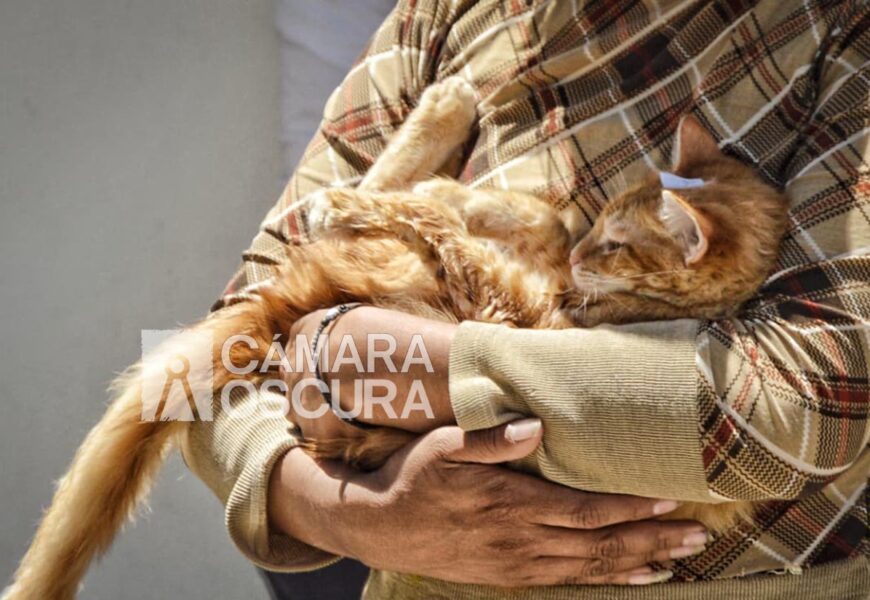 Amplían campaña de esterilización en Tlaxcala