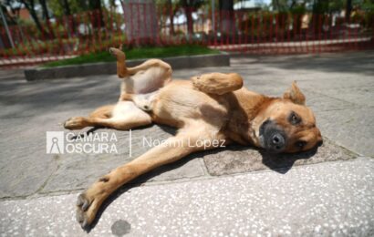Coordinación de Bienestar Animal debe asumir su rol según la legislación vigente: OCPA